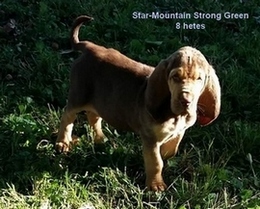  Star-Mountain Strong Green angol véreb kan kölyök kutya 8 hetesen
