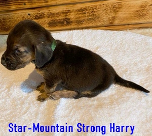 Star-Mountain Strong Hunter angol véreb kan kölyök kutya