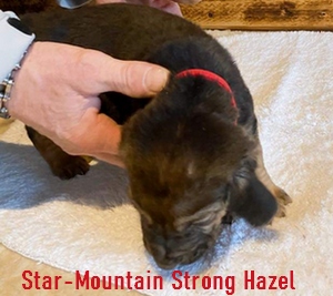 Star-Mountain Strong Hazel angol véreb szuka kölyök kutya