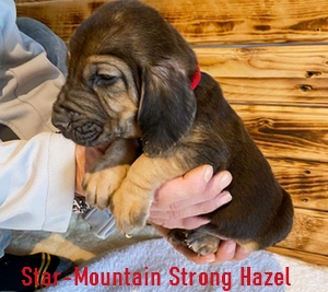 Star-Mountain Strong Hazel angol véreb szuka kölyök kutya