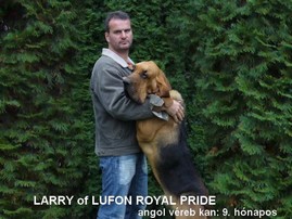 Larry of Lufon Royal Pride angol véreb kan