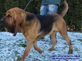 LARRY of LUFON ROYAL PRIDE, 2 éves, Star-Mountain Strong Kennel